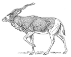 Coloriages antilope