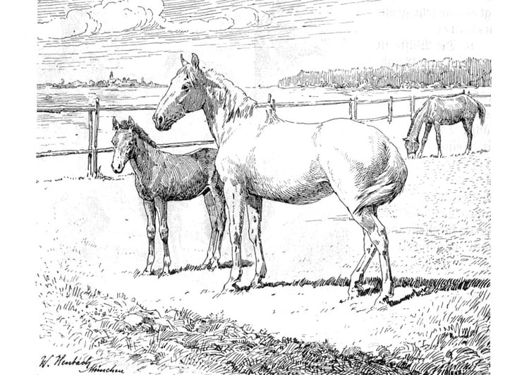 Coloriage cheval avec poulain