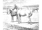 Coloriages cheval avec poulain