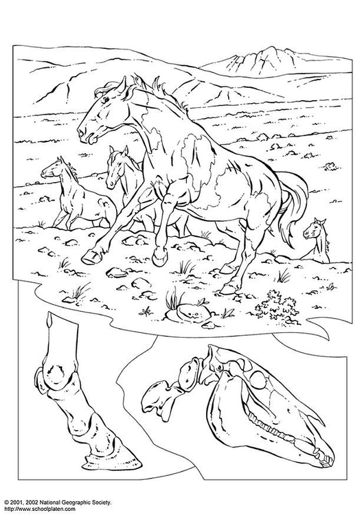 Coloriage chevaux sauvages
