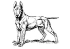 Coloriages chien - bull-terrier