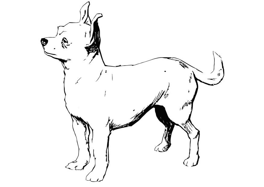Coloriage chien - chihuahua - img 13704