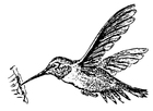 Coloriages colibri