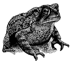 Coloriages CRAPAUD