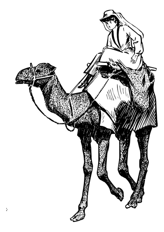 Coloriage femme sur chameau