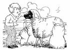 Coloriages garçon avec mouton