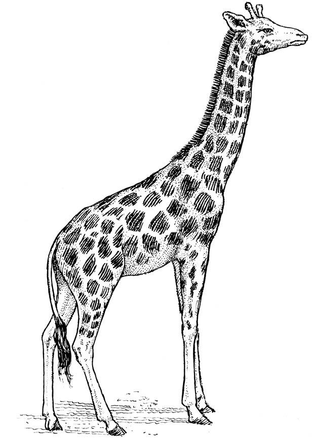 Coloriage girafe - img 16637