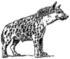 Coloriages hyène
