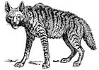 Coloriages hyène