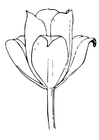 Coloriages la tulipe