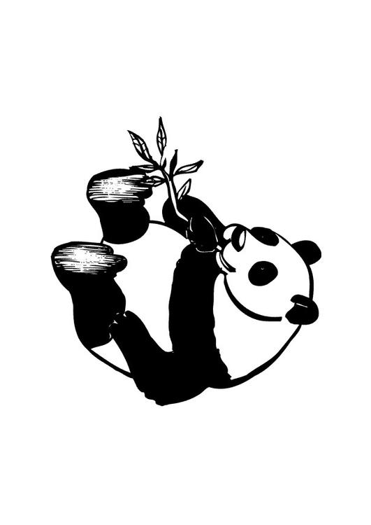 le panda
