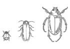 Coloriages le scarabée