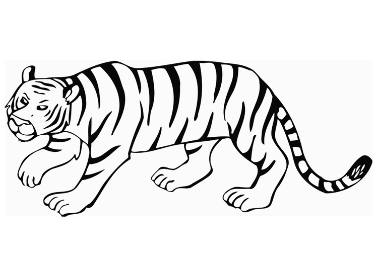 Coloriage le tigre