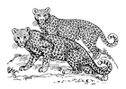 Coloriages léopard