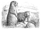 Coloriages marmotte