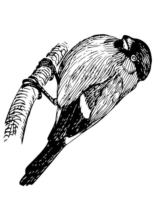 oiseau - bouvreuil 
