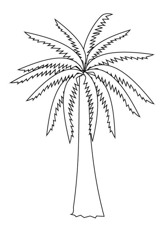 Coloriage palmier