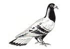 Coloriages pigeon - pigeon voyager