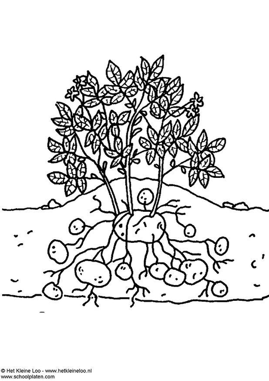 coloriage pommes de terre i