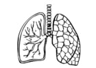 Coloriages poumons