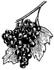 Coloriages raisins