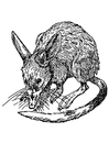 Coloriages rat - bandicoot