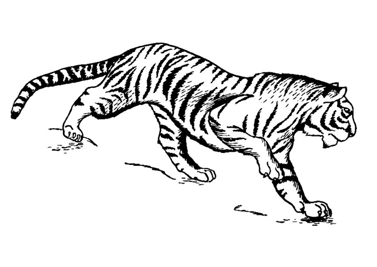 Coloriage tigre