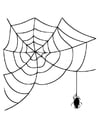 toile avec araignée