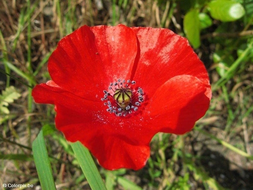 coquelicot