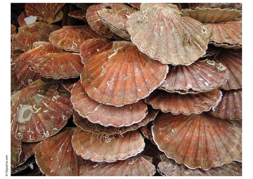 Coquille Saint Jacques