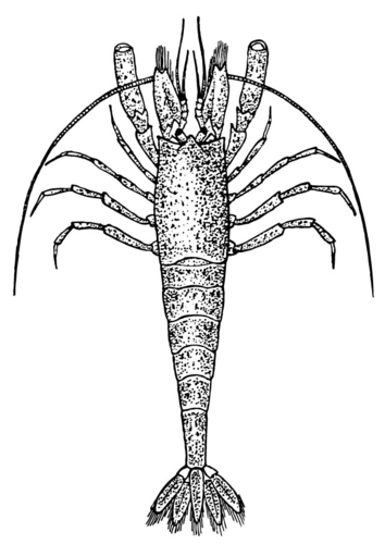 crevette