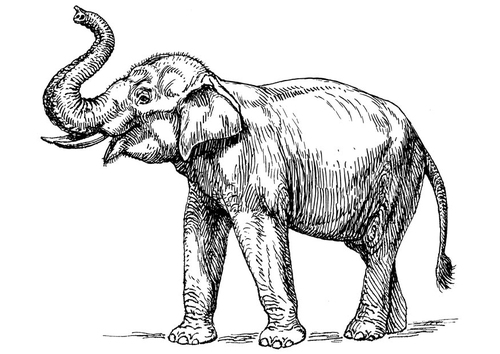 Coloriage éléphant d'Inde