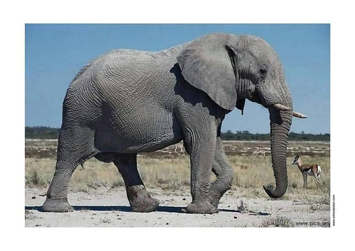 Photo éléphant