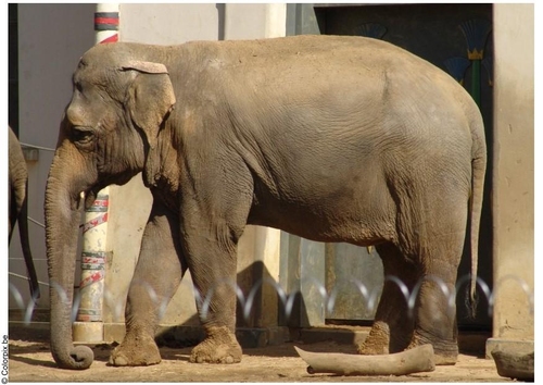 éléphant