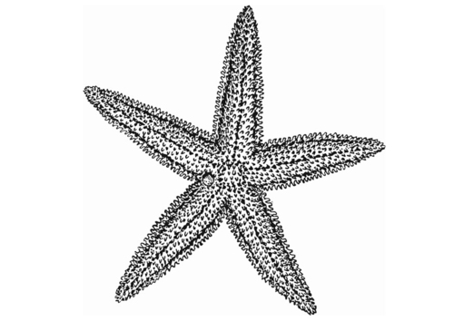 étoile de mer