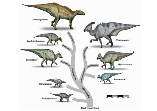 Image évolution des dinosaures