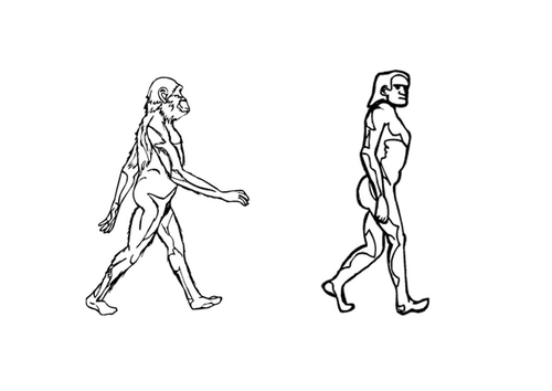 évolution