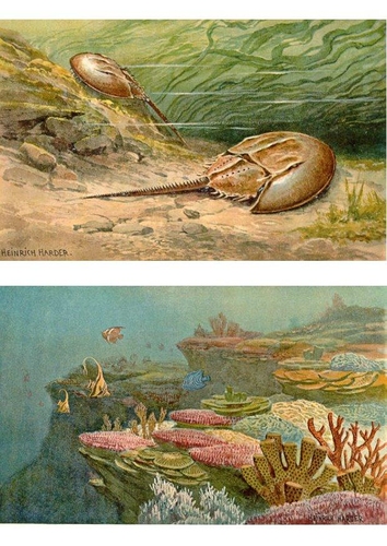 faune maritime