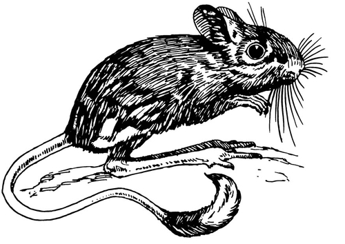 Coloriage gerboise - souris sauteuse