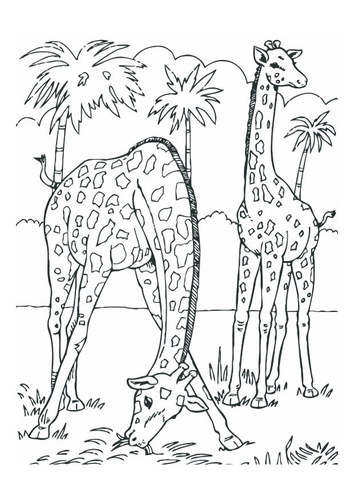 girafes