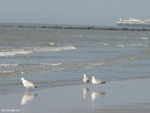 goélands