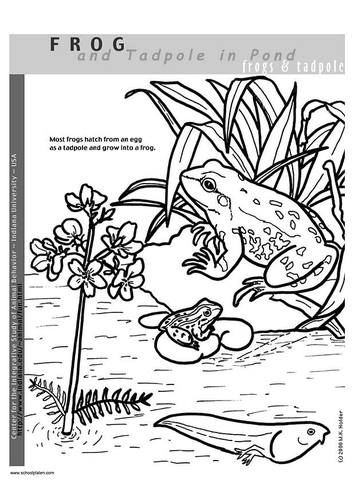 grenouille