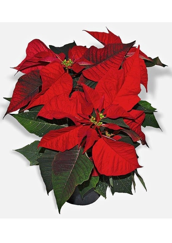 guirlande de noël
