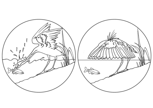 Coloriage héron attrape un poisson