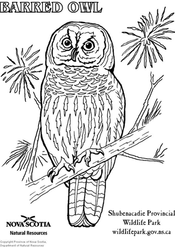 Coloriage hibou strié