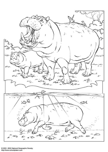 hippopotame