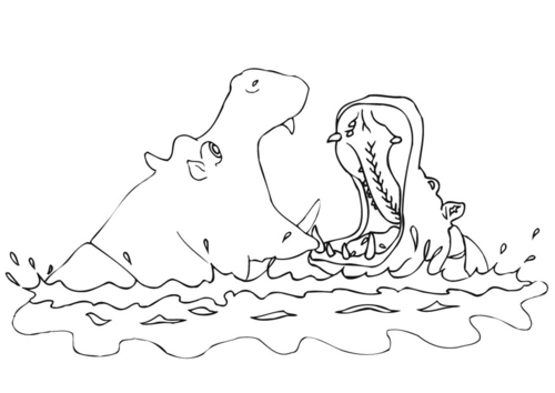 hippopotame