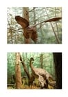 dinosaures à plumes