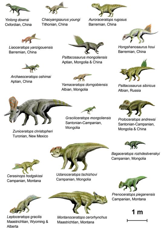 dinosaures (basal ceratopsia)