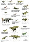 dinosaures (basal ceratopsia)
